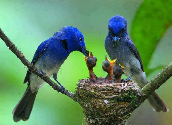 birds